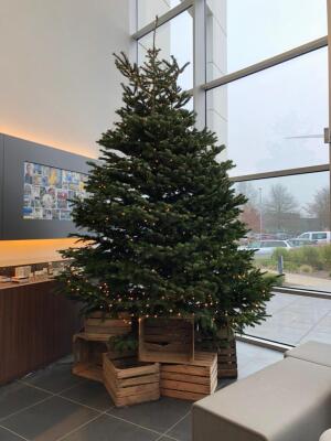 Nordmann kerstboom gezaagd h300 met verlichting 